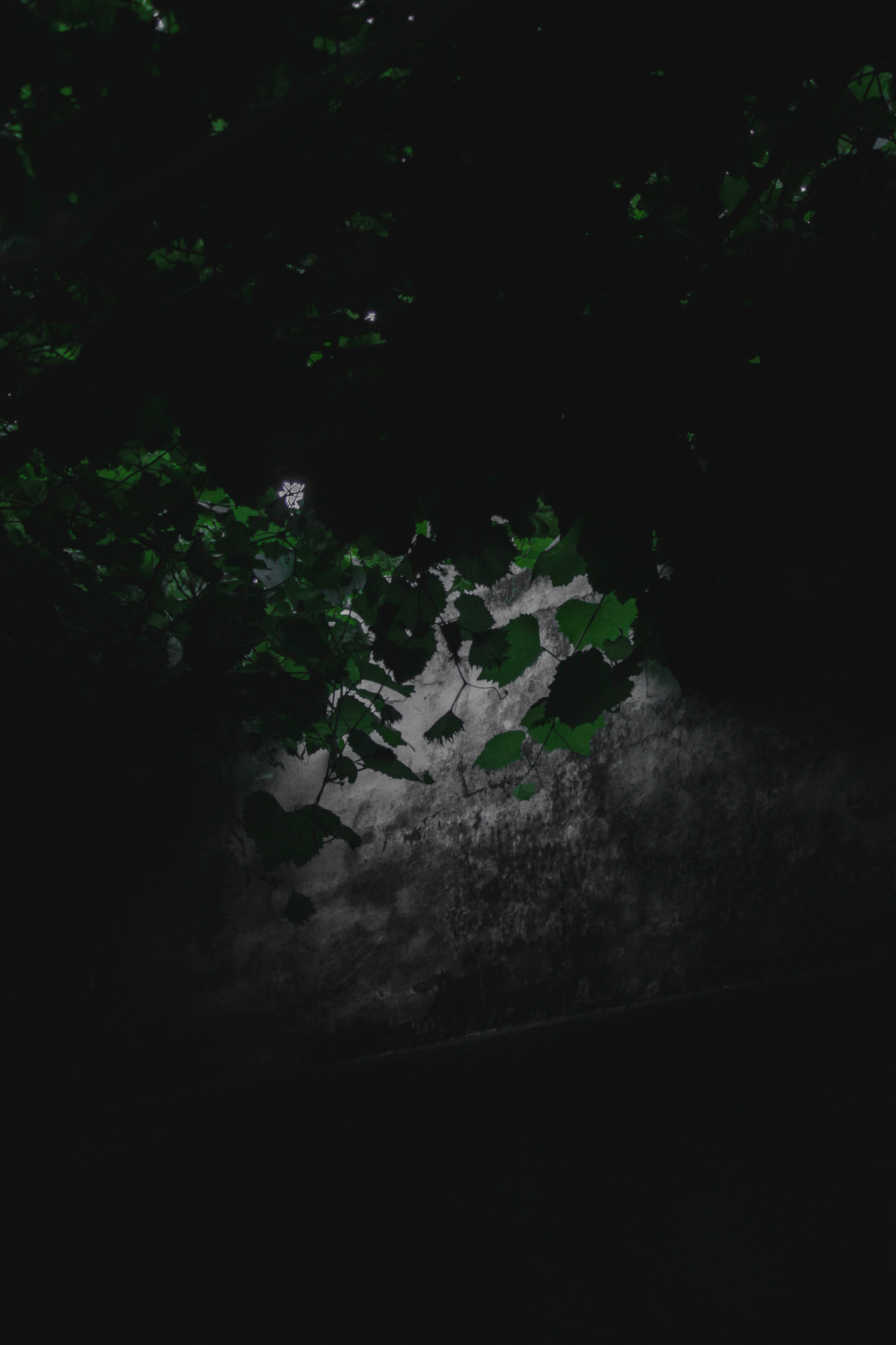 Hire SEO Expert Vadodara, Rs 5000 Freelance SEO Expert Vadodara